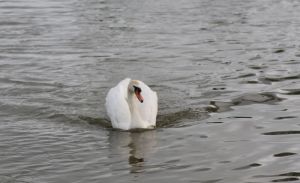 10 Swan